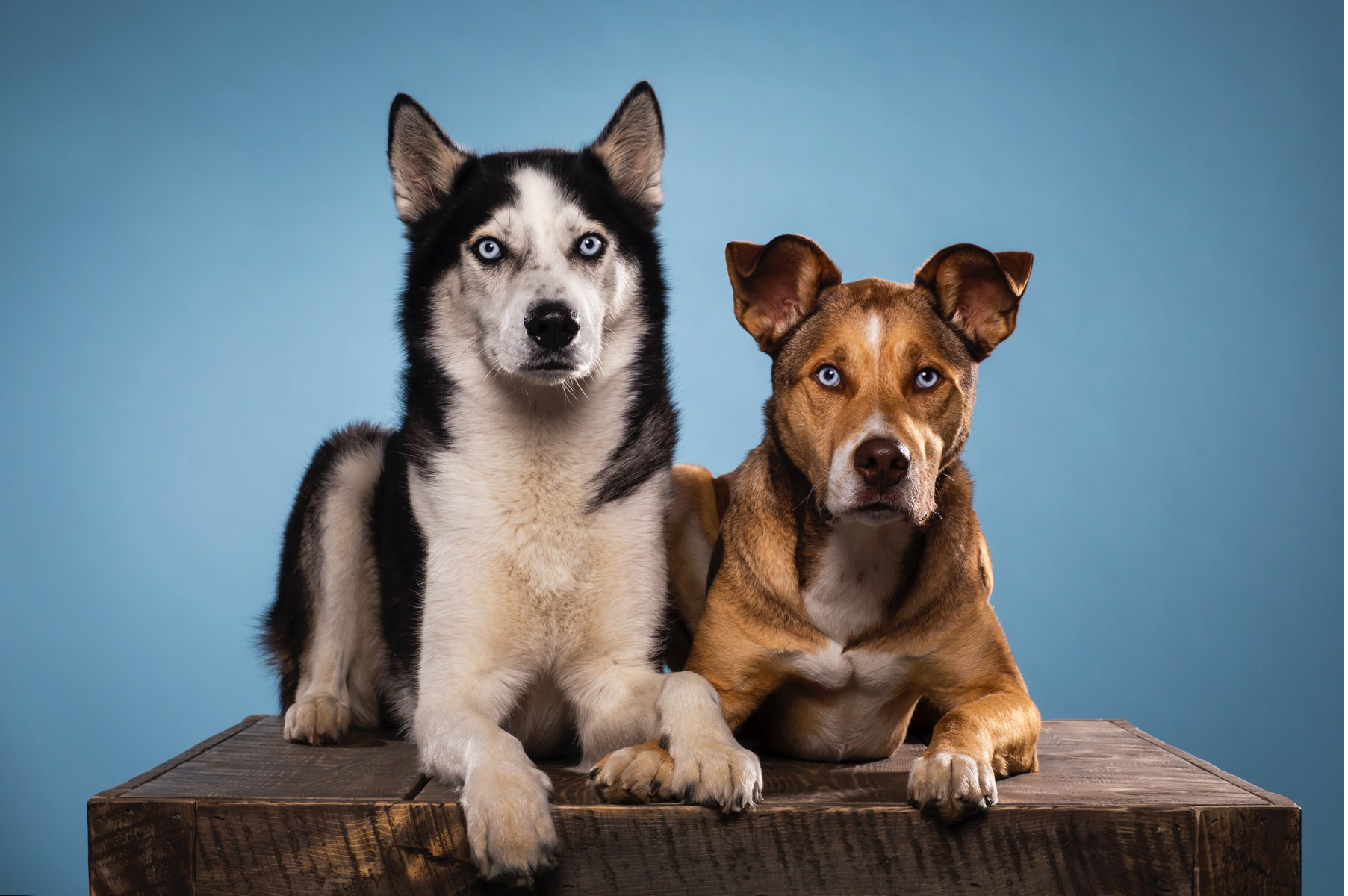 Bouldercoloradostudiopetphotographerfunny