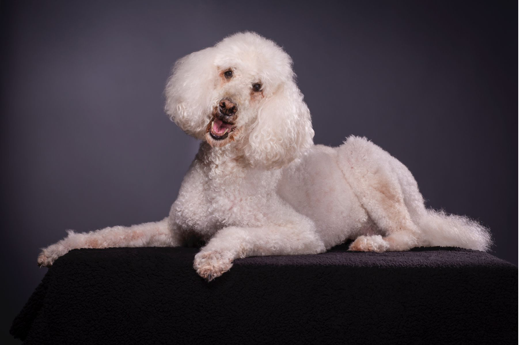 Coloradostudiopetphotographeruniqueportraitspoodleuniqueprofessional