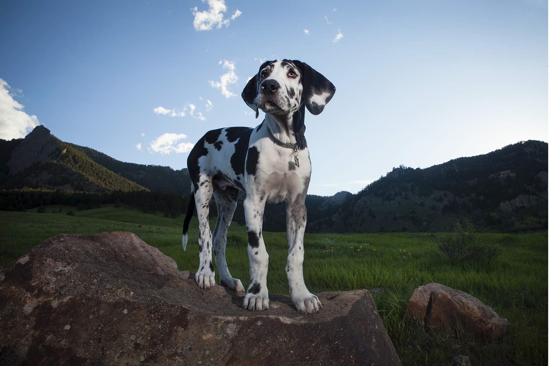 coloradoanimalsphotographer